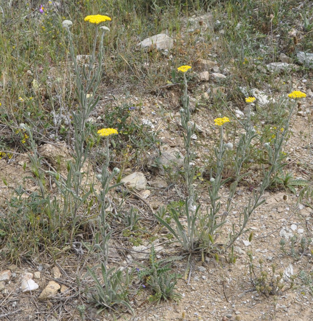 Image of Achillea coarctata specimen.