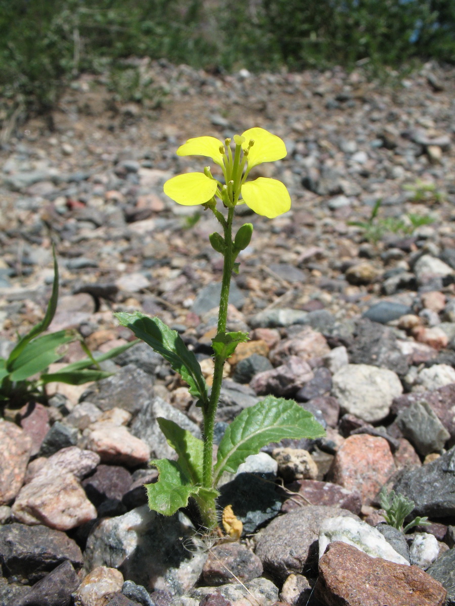 Image of Sinapis arvensis specimen.