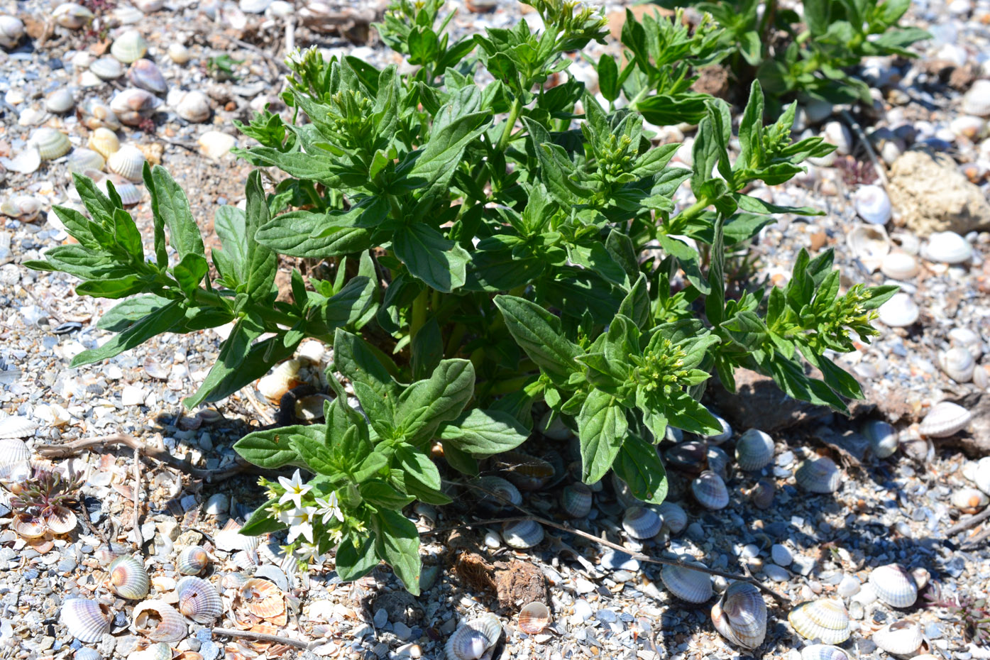 Image of Argusia sibirica specimen.