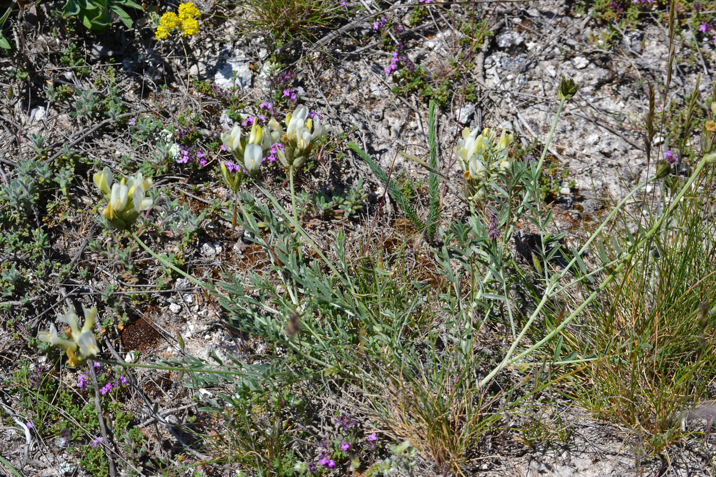 Image of Astragalus glaucus specimen.