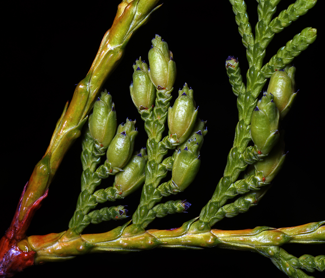 Image of Thuja occidentalis specimen.