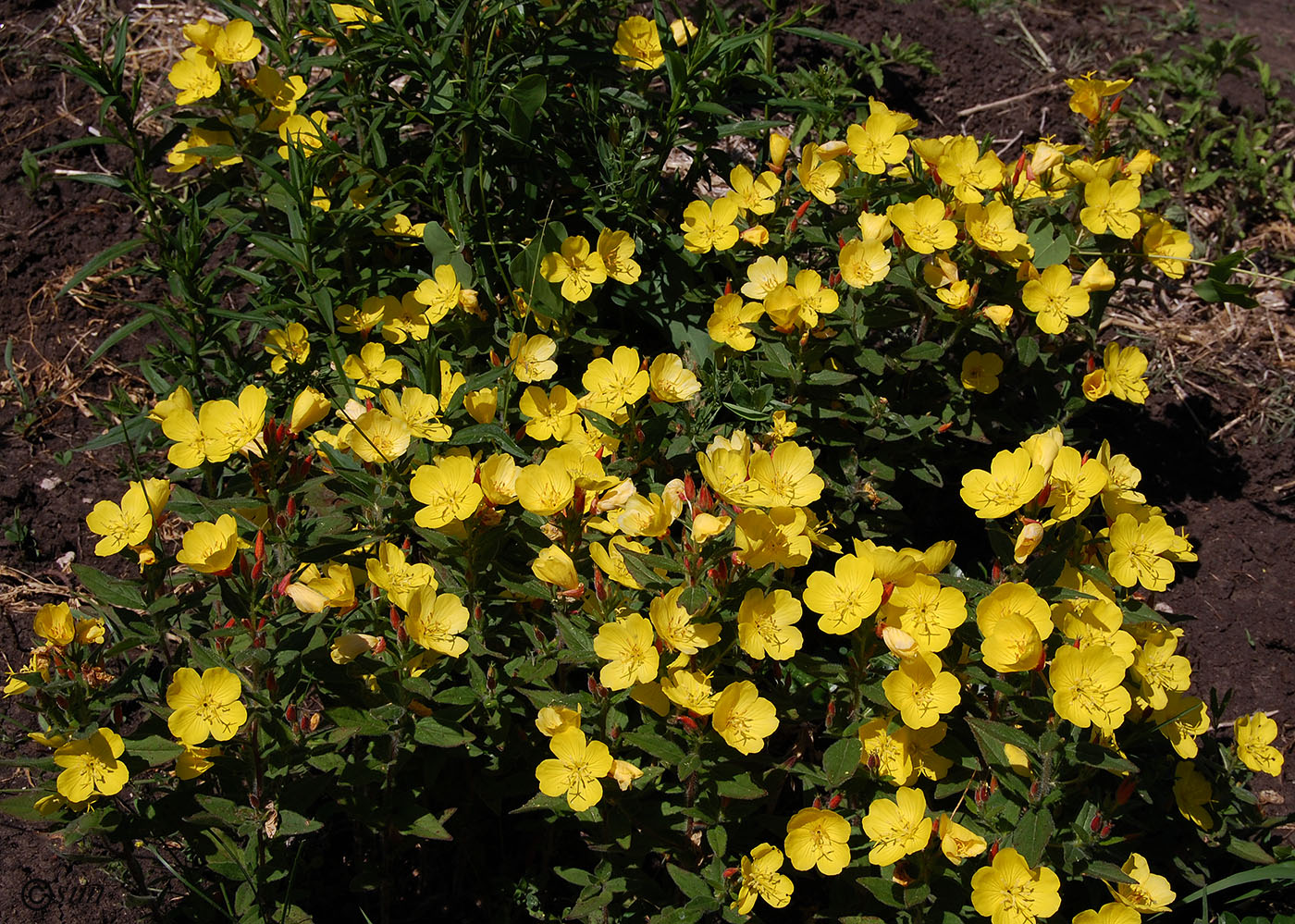 Image of Oenothera pilosella specimen.