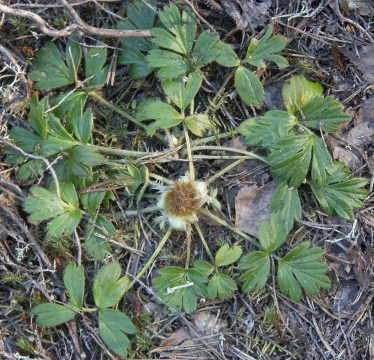 Изображение особи Pulsatilla vernalis.