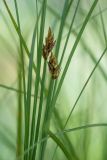 Carex chordorrhiza