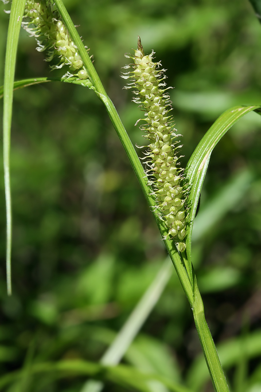 Image of Carex rhynchophysa specimen.