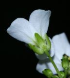 Arabidopsis gemmifera. Цветок (вид со стороны чашечки). Приморский край, окр. пгт Ольга, долина р. Ольга, ильмовник. 06.07.2017.