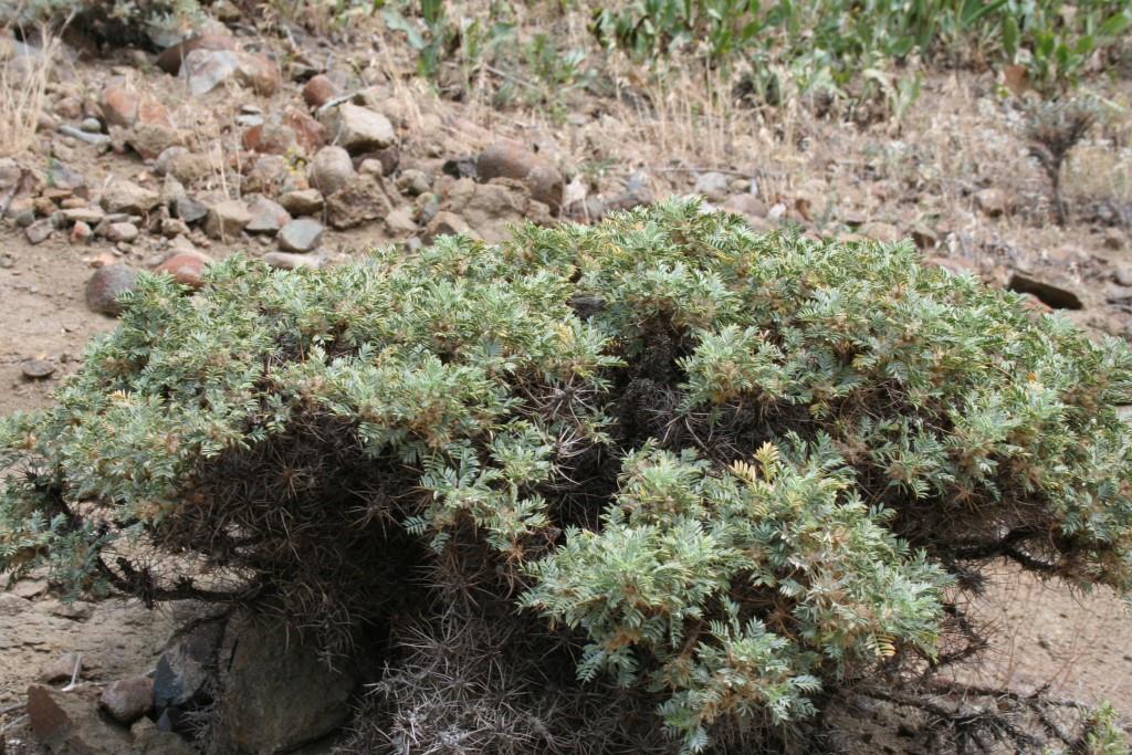 Image of Astragalus microcephalus specimen.