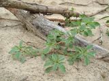 Amaranthus blitoides