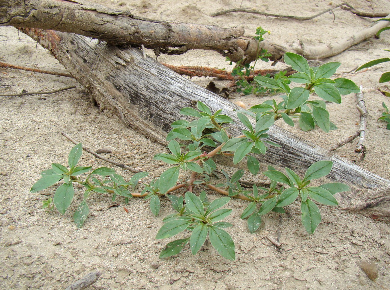 Image of Amaranthus blitoides specimen.