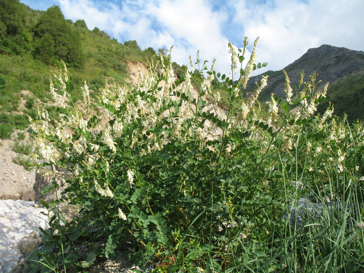 Изображение особи Hedysarum flavescens.