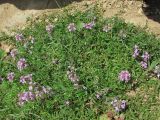 Thymus daghestanicus. Цветущее растение. Кабардино-Балкария, Эльбрусский р-н, окр. пос. Эльбрус, склон горы. 31.07.2017.