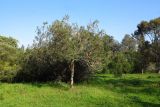 Hakea multilineata