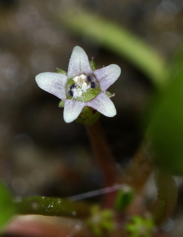 Image of Limosella aquatica specimen.