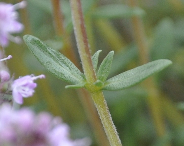 Изображение особи род Thymus.