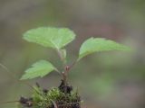 Betula pubescens