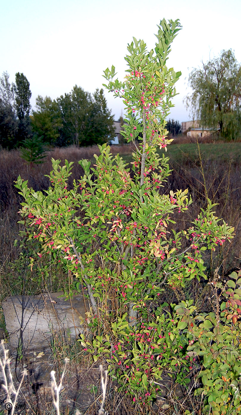 Image of Euonymus europaeus specimen.