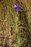 Gentiana pneumonanthe