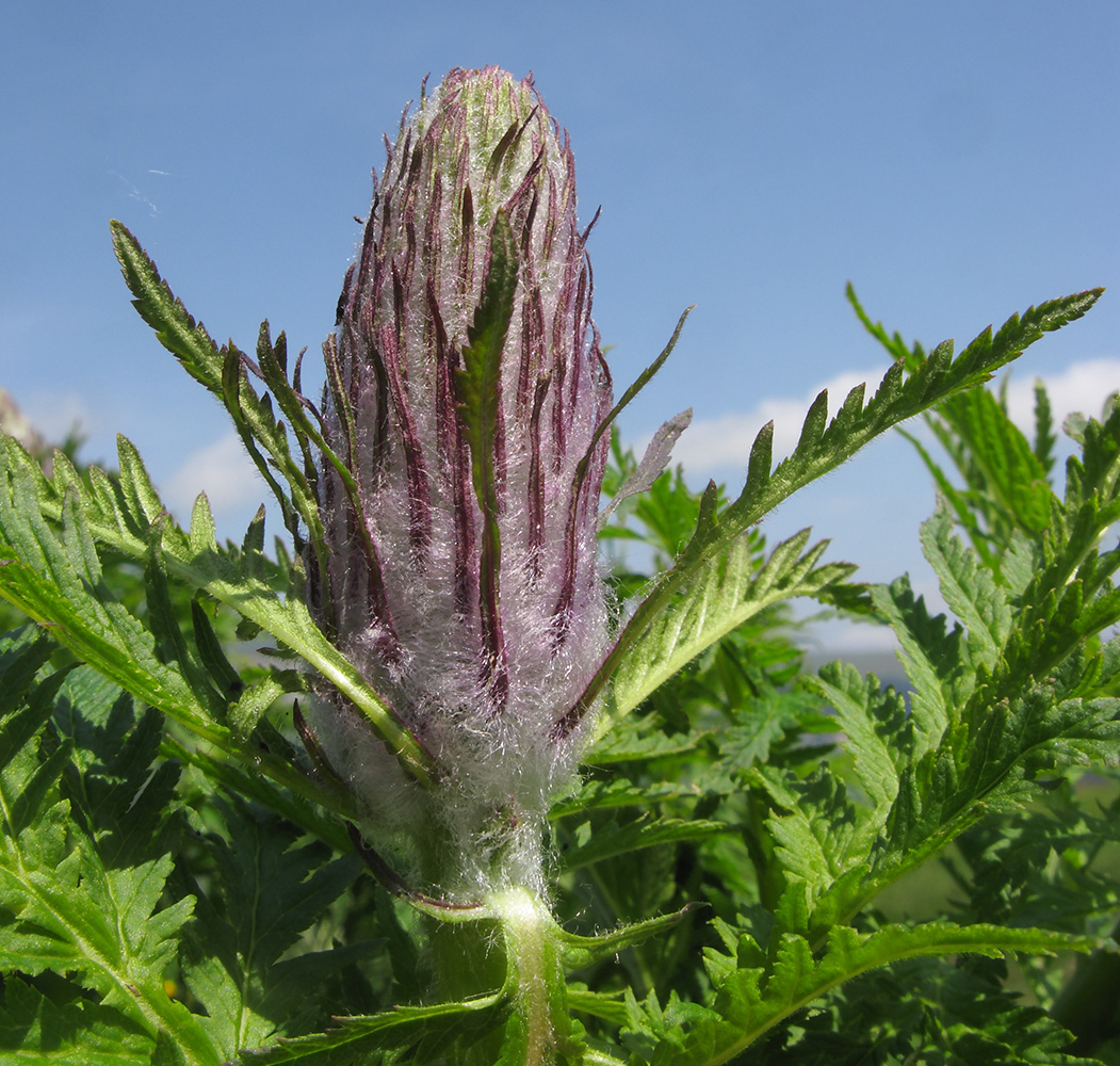 Изображение особи Pedicularis atropurpurea.