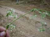 genus Galium