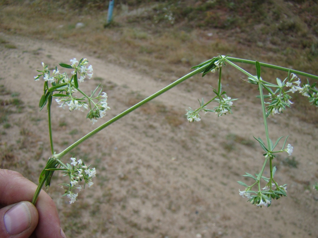 Image of genus Galium specimen.