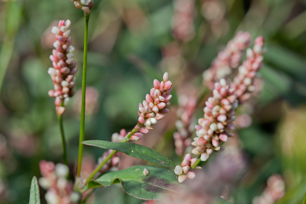 Изображение особи род Persicaria.