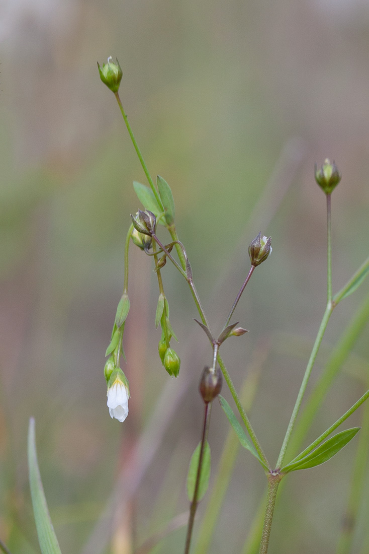 Изображение особи Linum catharticum.