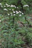 Achillea biserrata