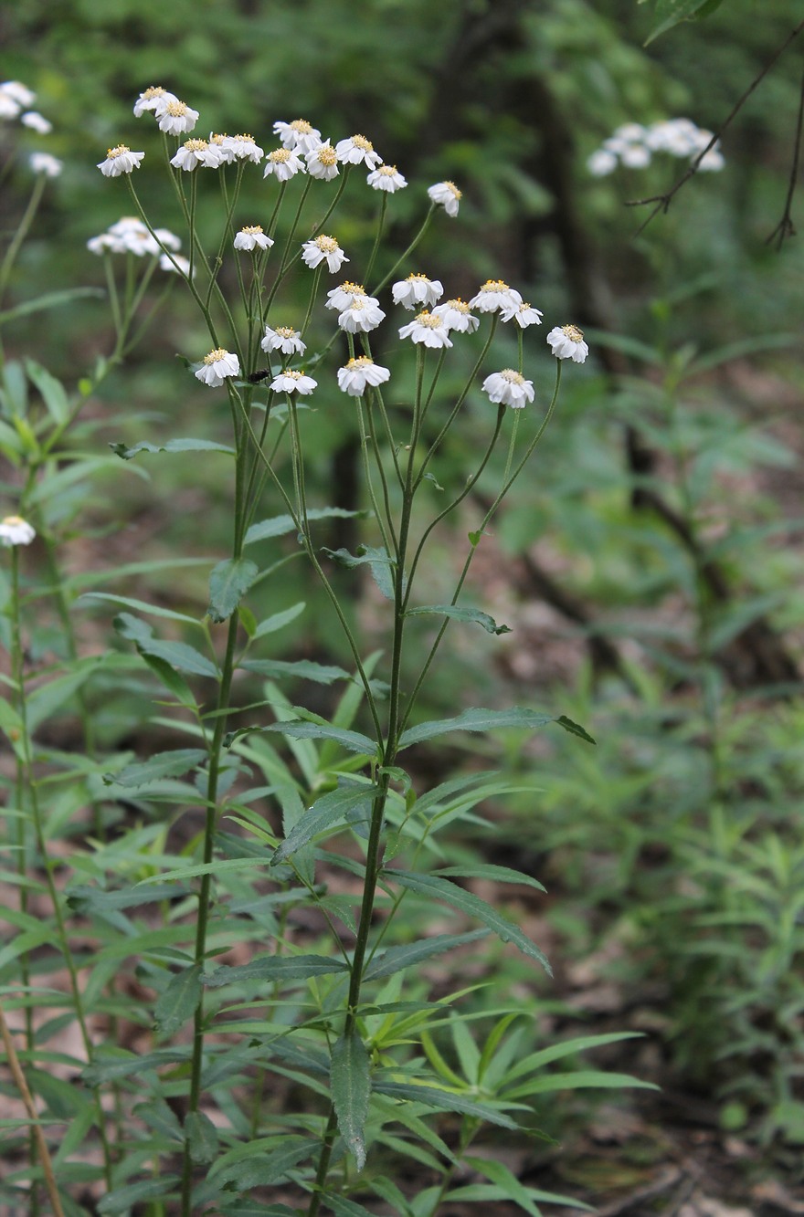 Изображение особи Achillea biserrata.