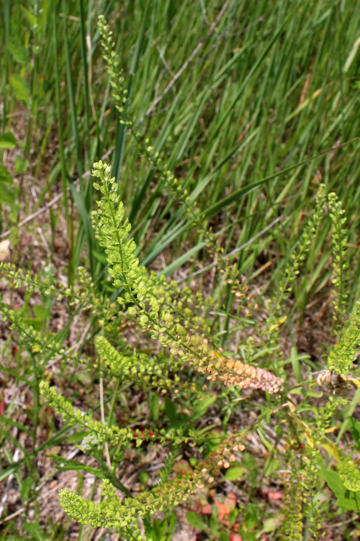 Image of Lepidium densiflorum specimen.