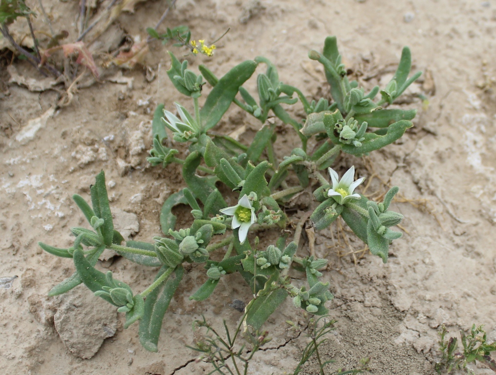 Image of Aizoon hispanicum specimen.