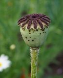 Image of taxon representative. Author is Тамара Риб