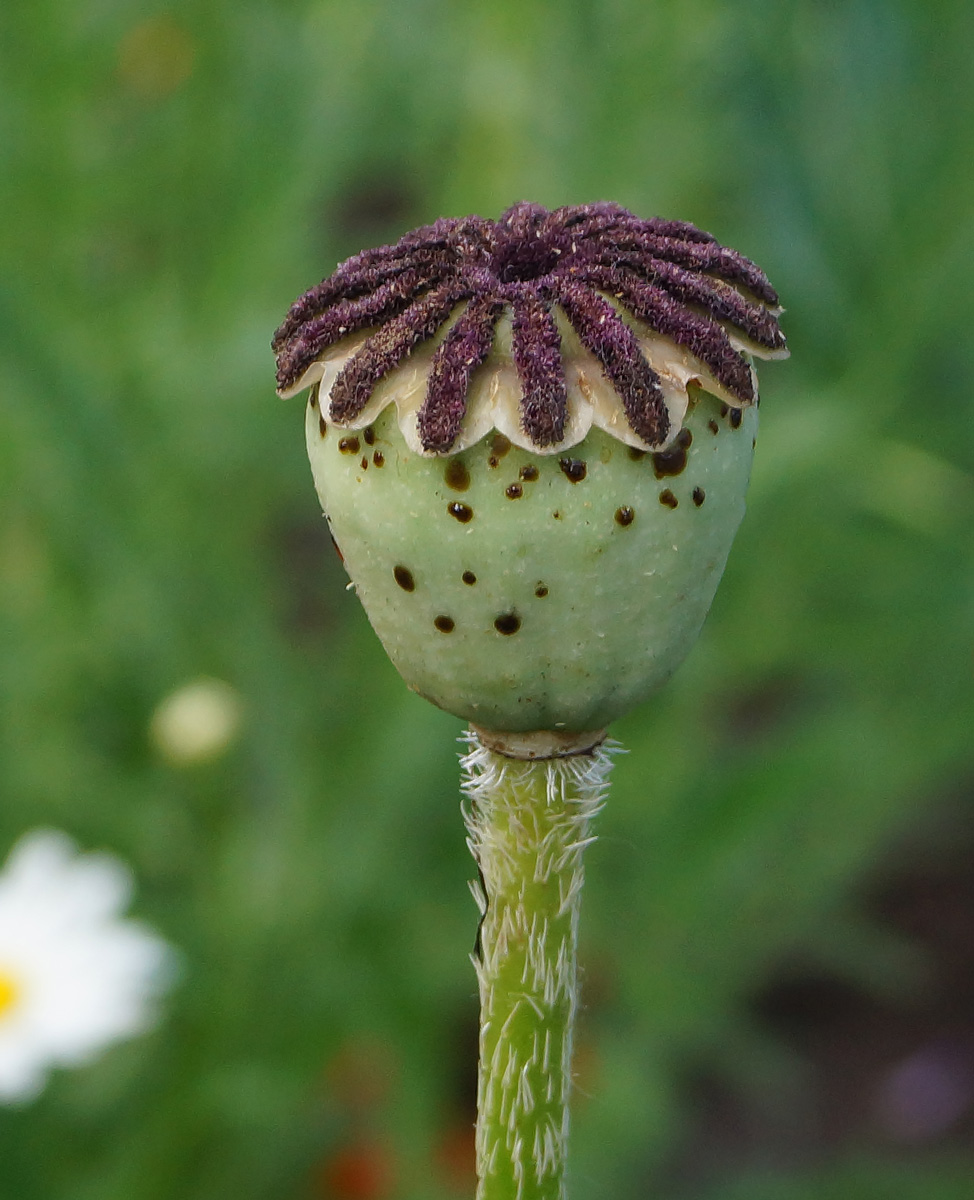 Image of Papaver orientale specimen.