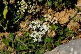 Pimpinella subspecies depressa