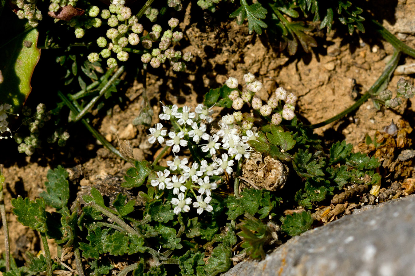 Image of Pimpinella tragium ssp. depressa specimen.