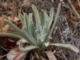 Matthiola incana