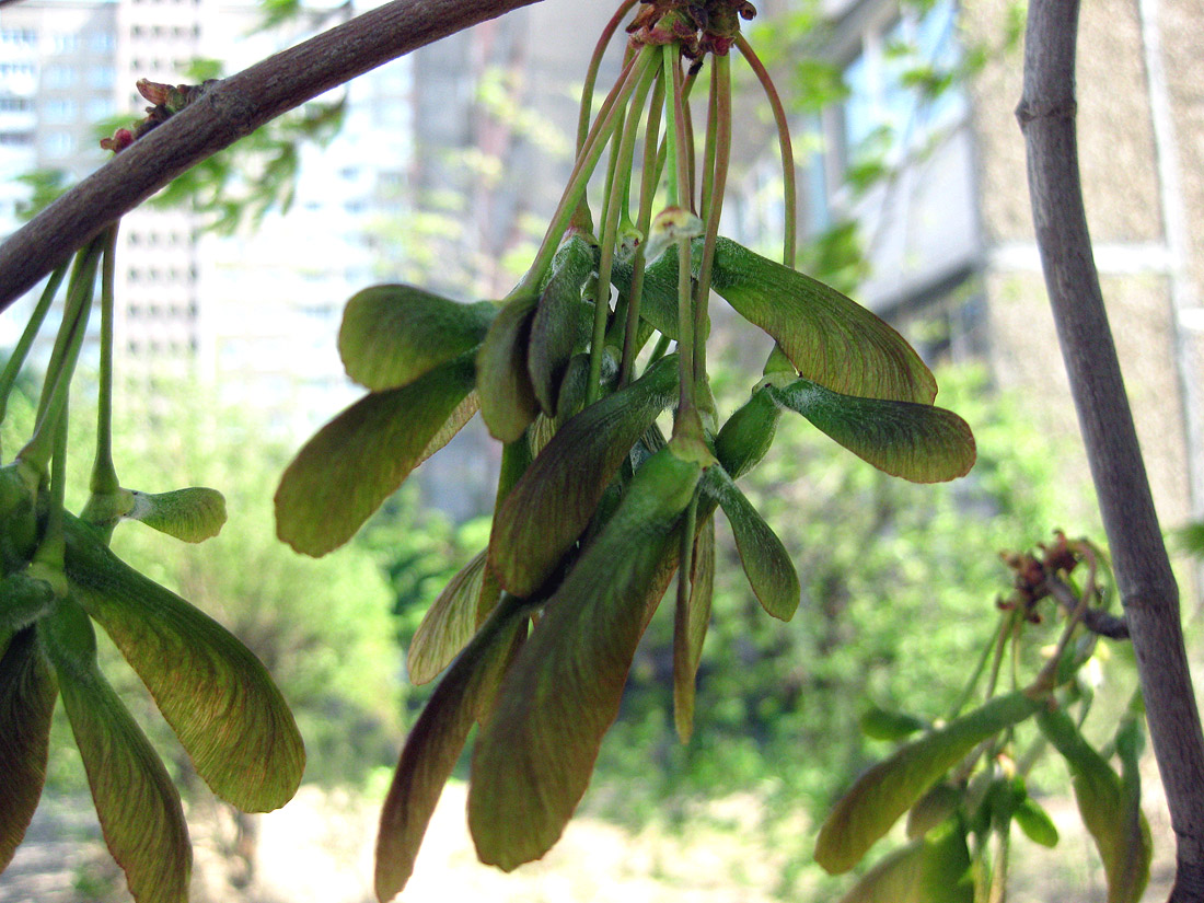 Image of Acer saccharinum specimen.