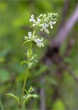 Stachys pubescens. Верхушка цветущего растения. Грузия, край Рача-Лечхуми и Нижняя Сванетия, Амбролаурский муниципалитет, окр. с. Зеда-Гвардиа, дол. р. Шарола, выс. 530 м н.у.м., осыпающийся каменистый склон. 07.05.2017.