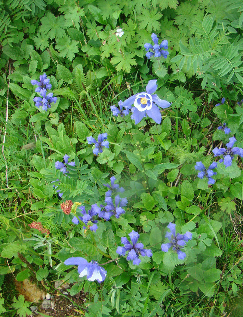 Image of Dracocephalum grandiflorum specimen.