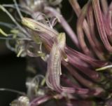 Sansevieria liberica