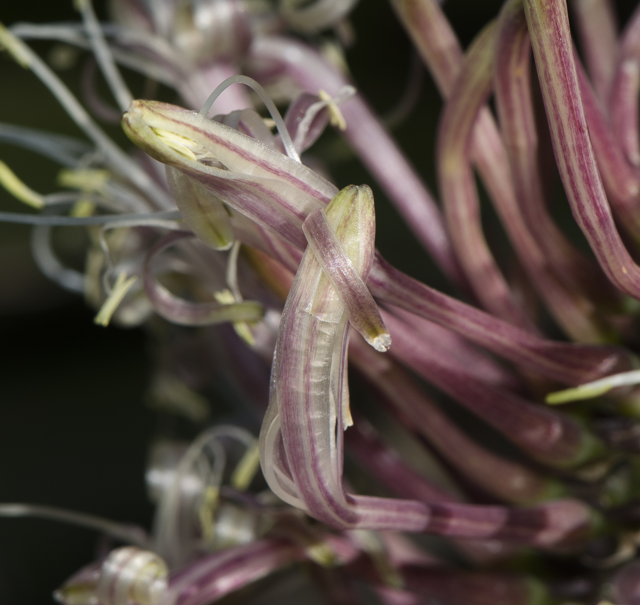 Image of Sansevieria liberica specimen.