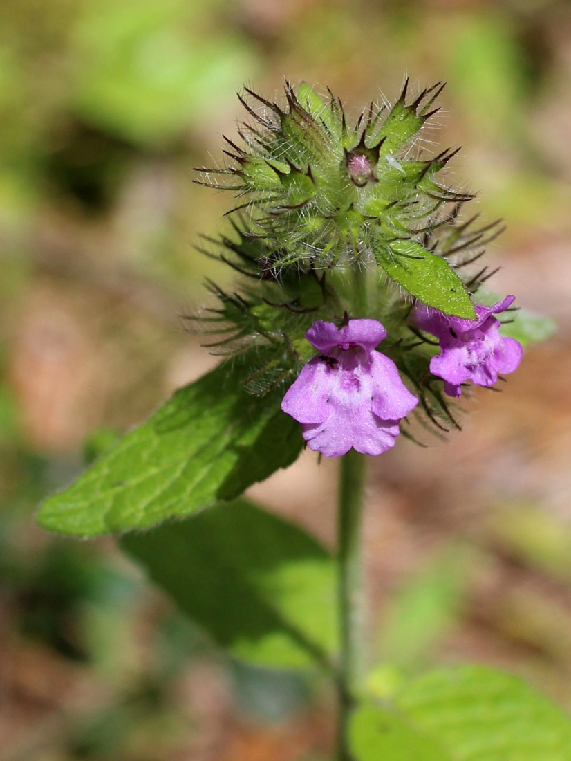 Изображение особи Clinopodium vulgare.