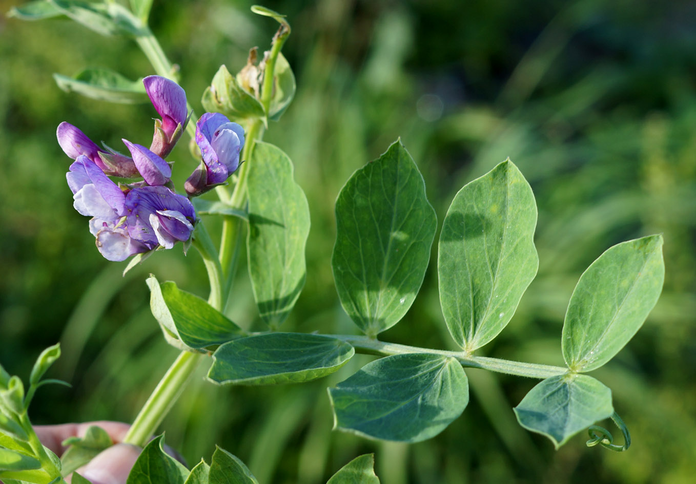 Изображение особи Lathyrus japonicus.