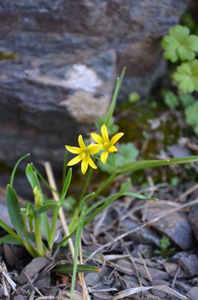 Image of genus Gagea specimen.