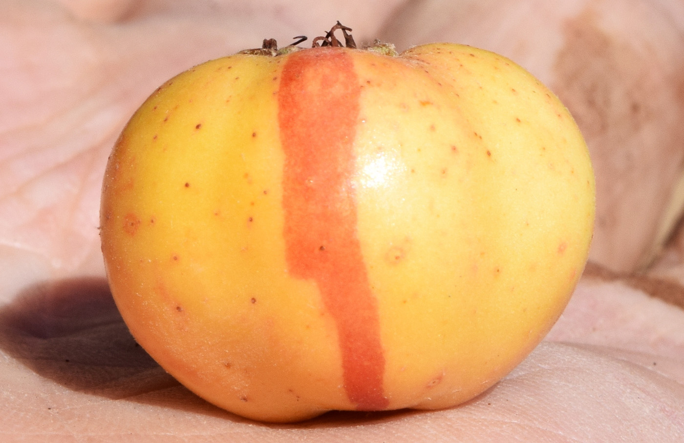 Image of Crataegus pontica specimen.