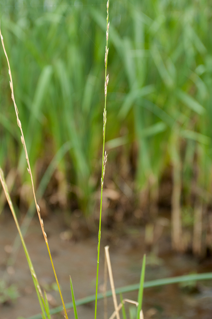 Image of Glyceria fluitans specimen.