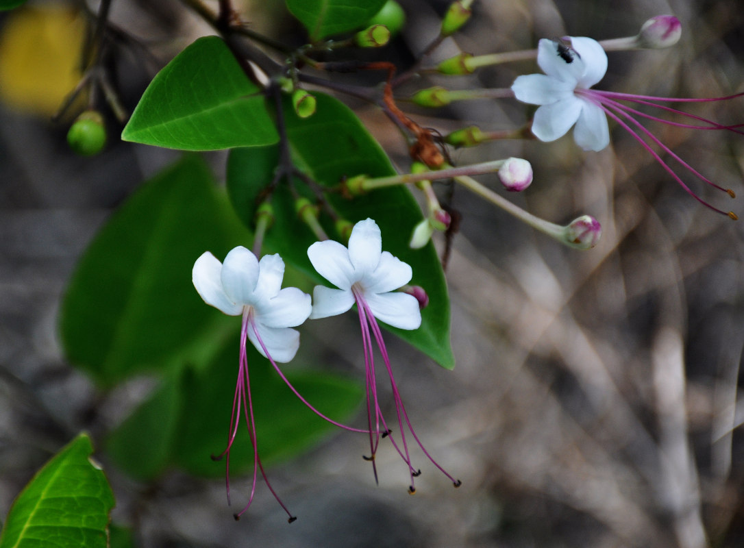 Изображение особи Clerodendrum inerme.