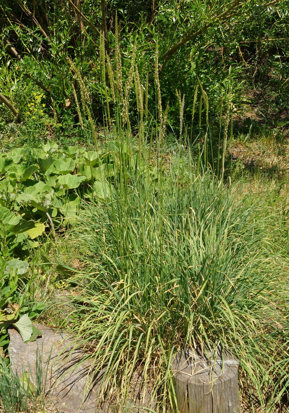 Image of genus Leymus specimen.