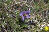 Pulsatilla violacea. Цветущее растение. Кабардино-Балкария, Эльбрусский р-н, склон горы Чегет, альпийский луг. 09.06.2009.