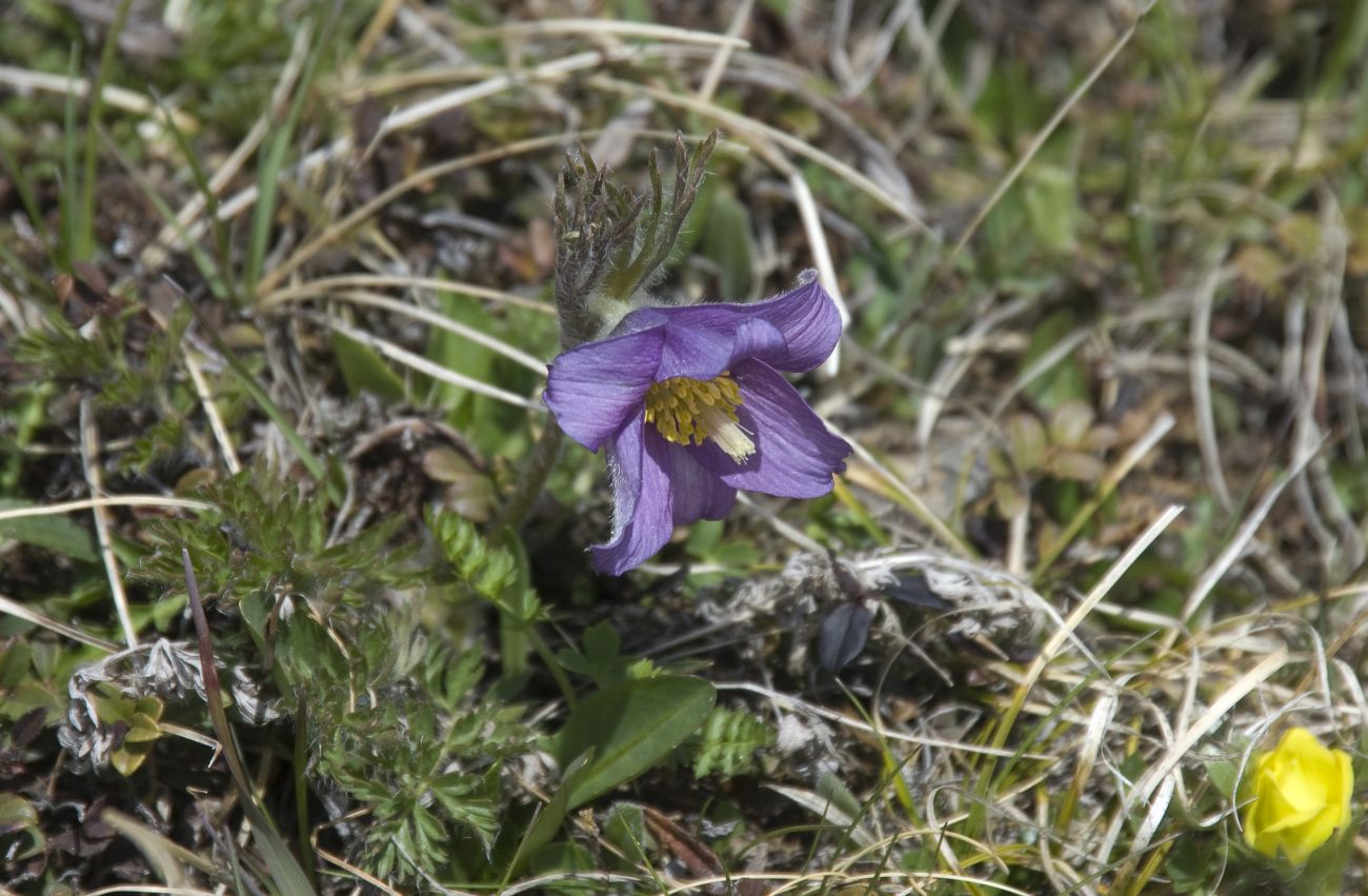 Image of Pulsatilla violacea specimen.