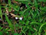 Lindernia crustacea